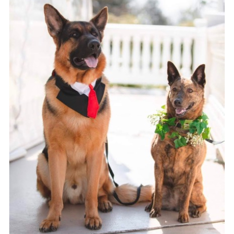 Trainer working with a dog at K9 Standards
