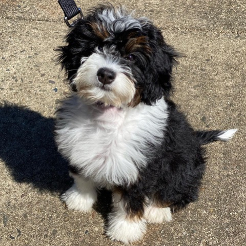 Service & Therapy Dog Training